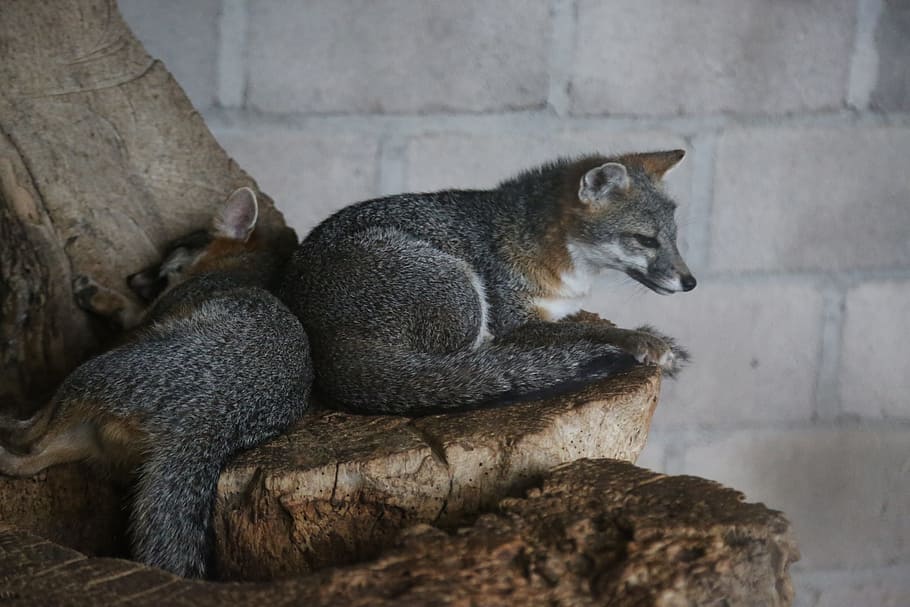 animals, foxes, honduras, animal wildlife, mammal, animals in the wild HD wallpaper