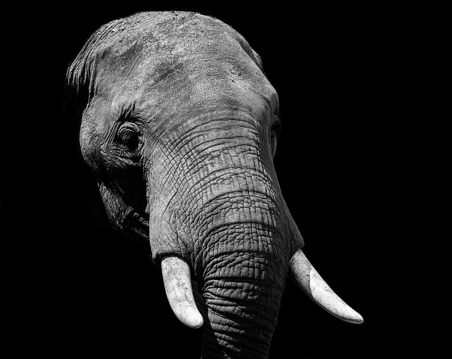 elephant during daytime, grayscale photo of elephant, portrait