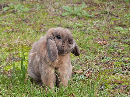 brown rabbit on green grass, lop, ears, bunny, hare, nature HD wallpaper