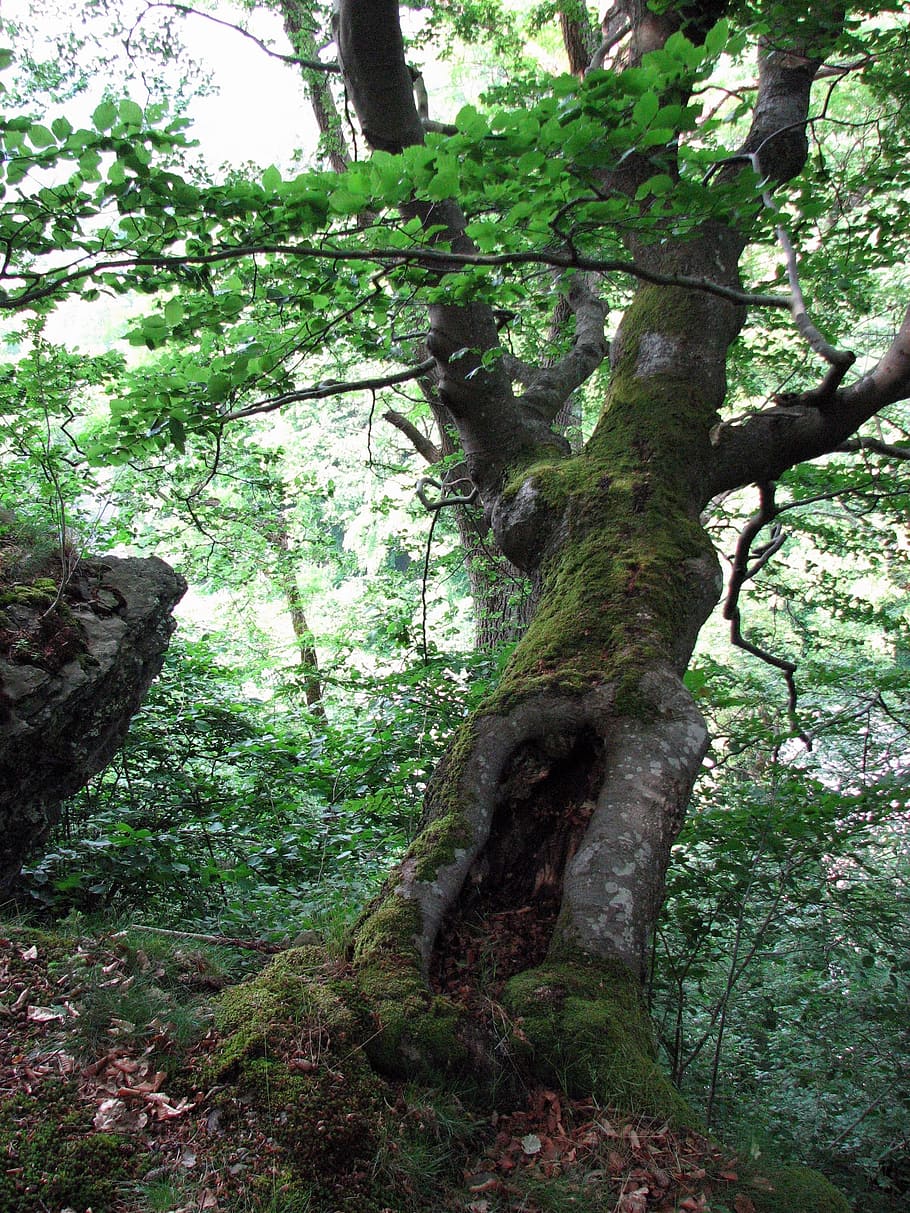 Tree, Nature, green, forest, tree trunk, outdoors, day, plant HD wallpaper