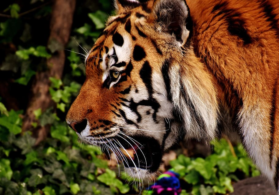 tiger, predator, fur, beautiful, dangerous, cat, wildlife photography HD wallpaper
