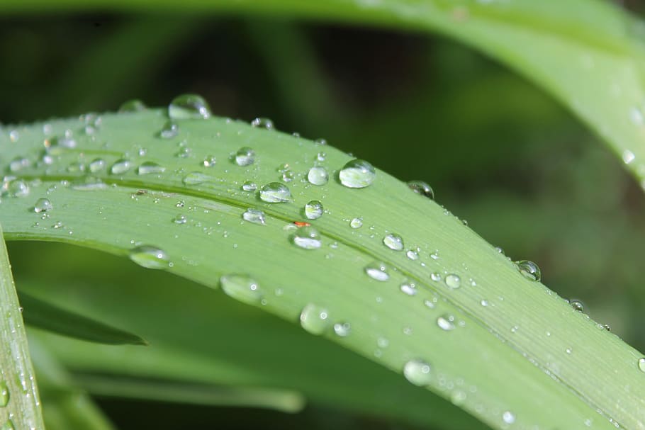 HD wallpaper: Blade Of Grass, Drop Of Water, rain, close, drip, nature ...