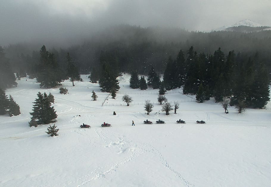 white snowfield with trees, green leafed trees, mist, forest HD wallpaper
