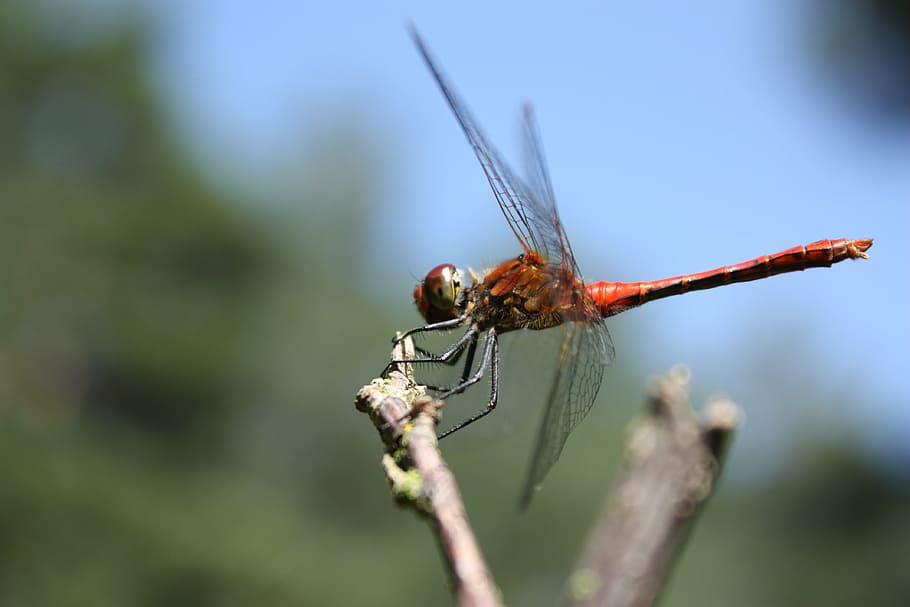 ważka, insect, common pałatka, abdomen, trunk, eyes, compound eyes, HD wallpaper