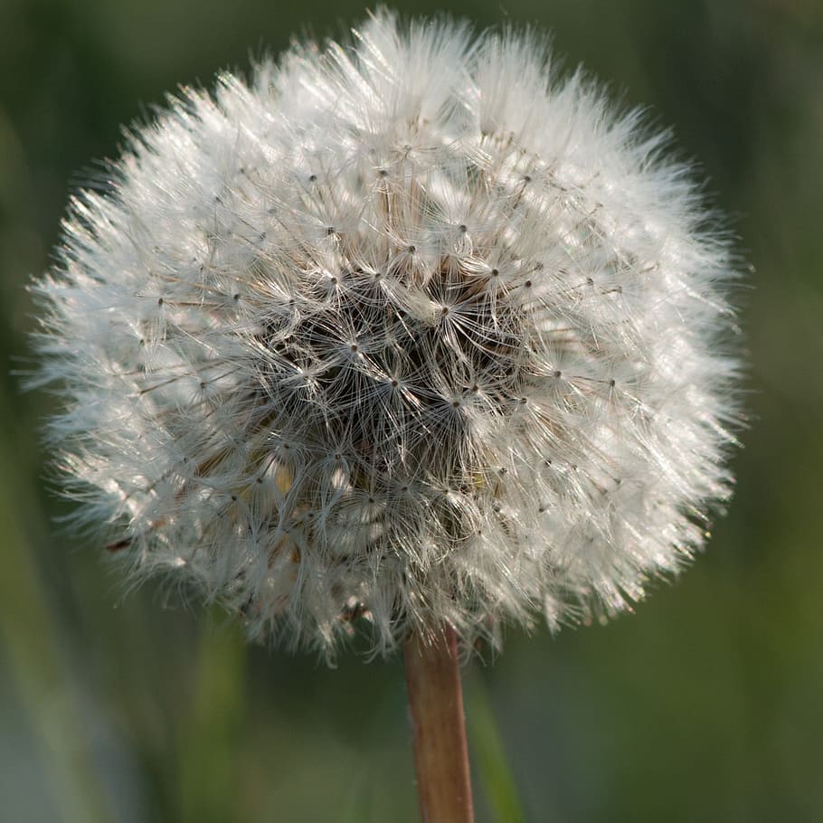 dandelion, flower, macro, yellow, nature, summer, life, detail HD wallpaper