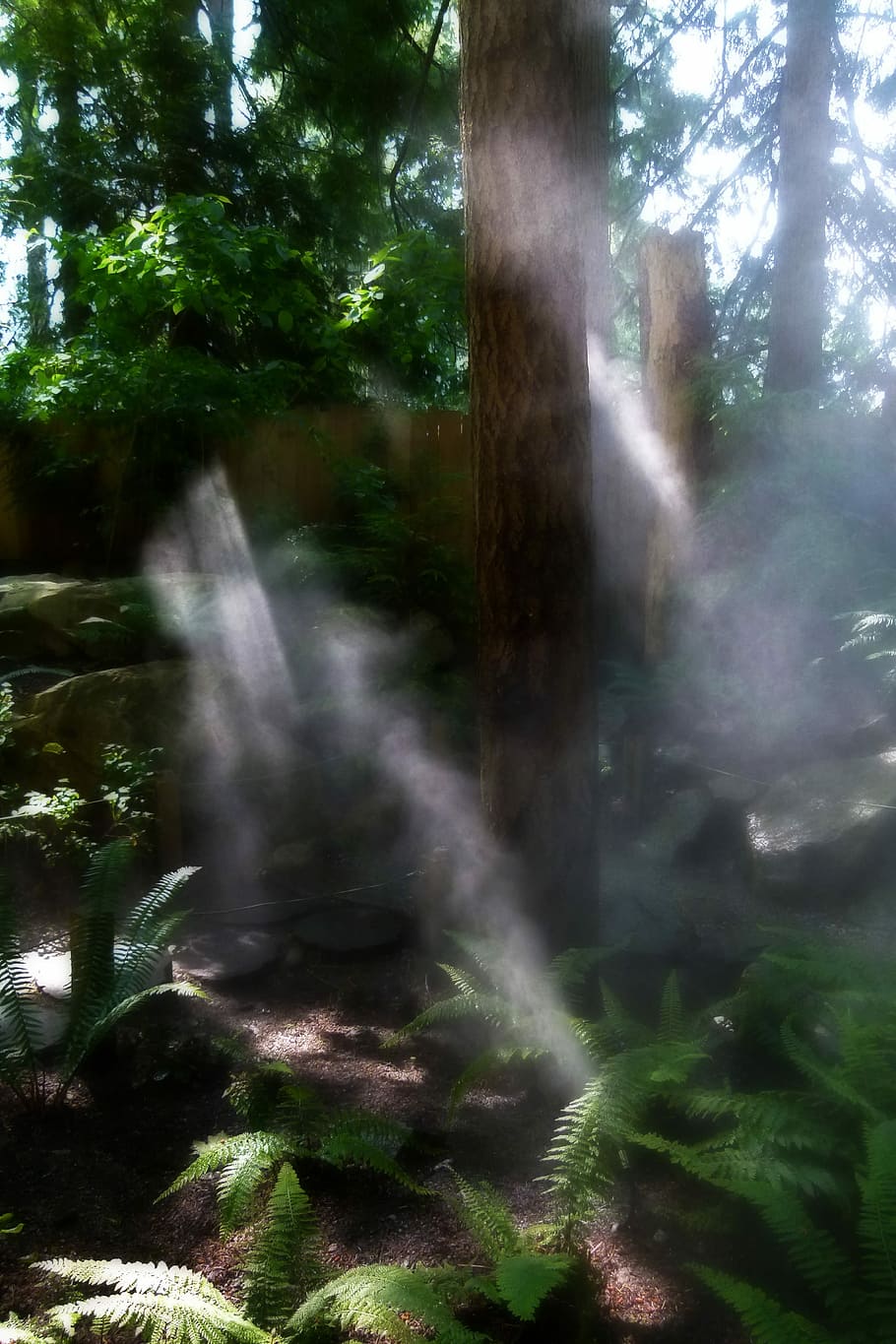 Mist, Forest, Nature, Sunlight, landscape, damp, plant, tree HD wallpaper