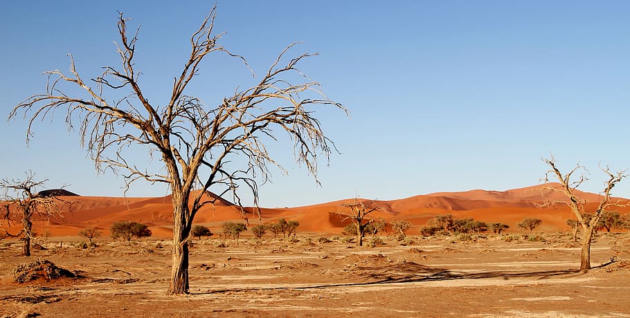 landscape photography of desert with leafless trees, namibia