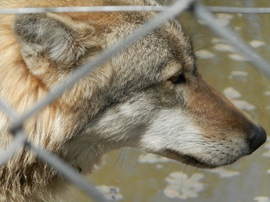 zoo, wolf, closed, grid, carnivore, wildlife, animal, animals In The Wild HD wallpaper