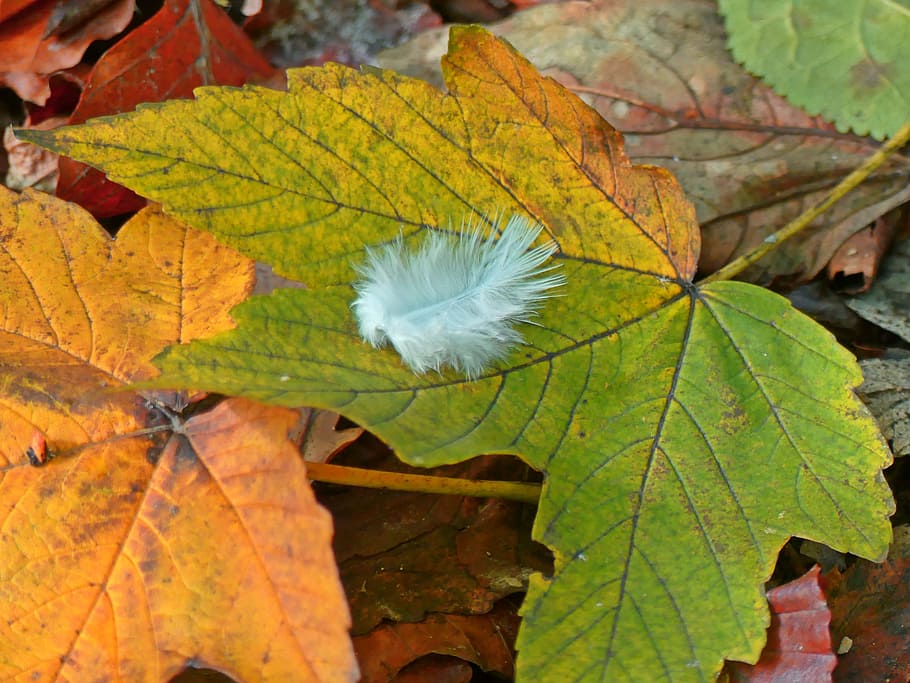 Maple Leaf, Leaves, Fall Foliage, spring, bird feather, autumn HD wallpaper