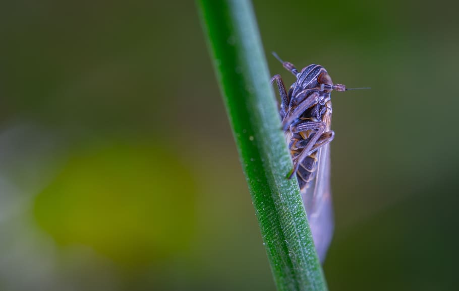 for ordinary high rot leafhopper, blade of grass, insect, invertebrate, HD wallpaper