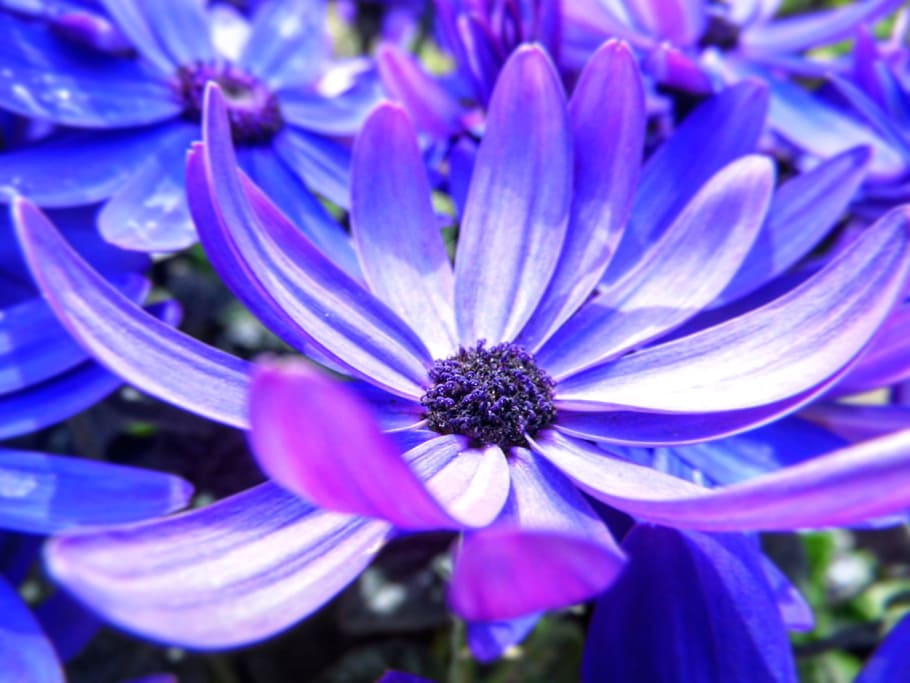 Blossom, Bloom, Blue, Spring, wild flower, nature, spring flower HD wallpaper