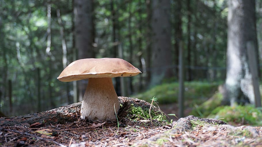 shallow focus photography of mushroom, grzyb, ceps, porcini, boletus edulis, HD wallpaper