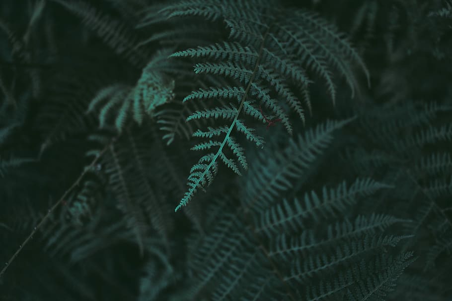 closeup photo of green fern plant, selective focus green leaf