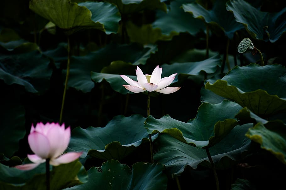Lotus, Canton, summer, flower, nature, beauty in nature, fragility HD wallpaper
