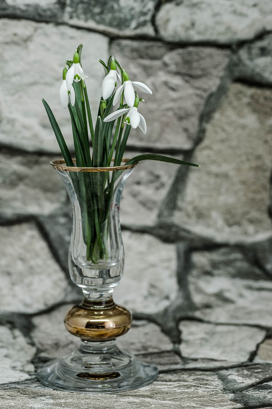snowdrop, vase, spring, flowers, plant, flowering plant, no people HD wallpaper