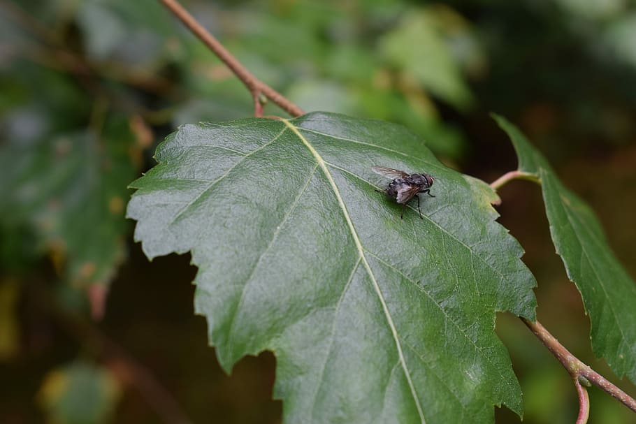 Fly, Bug, Green, Sheet, Nature, leaf, close-up, day, outdoors HD wallpaper