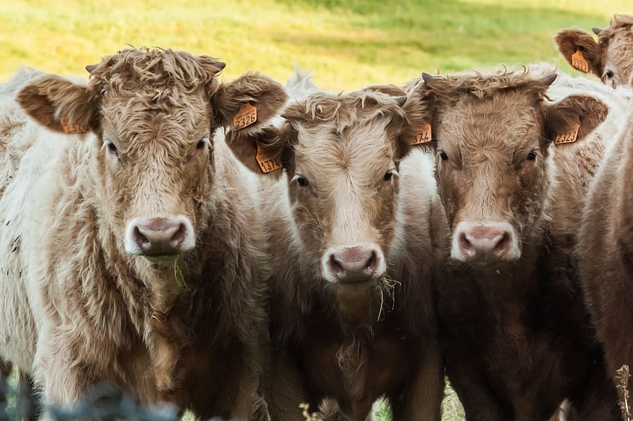 cows, calves, animals, cattle, agriculture, breeding, field HD wallpaper