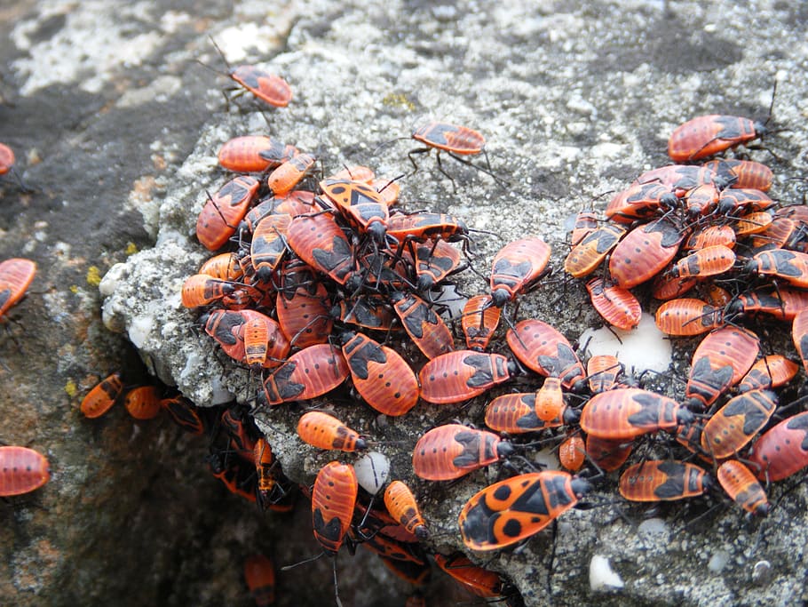 insects, red, bug, wildlife, infestation, colony, nature, many HD wallpaper