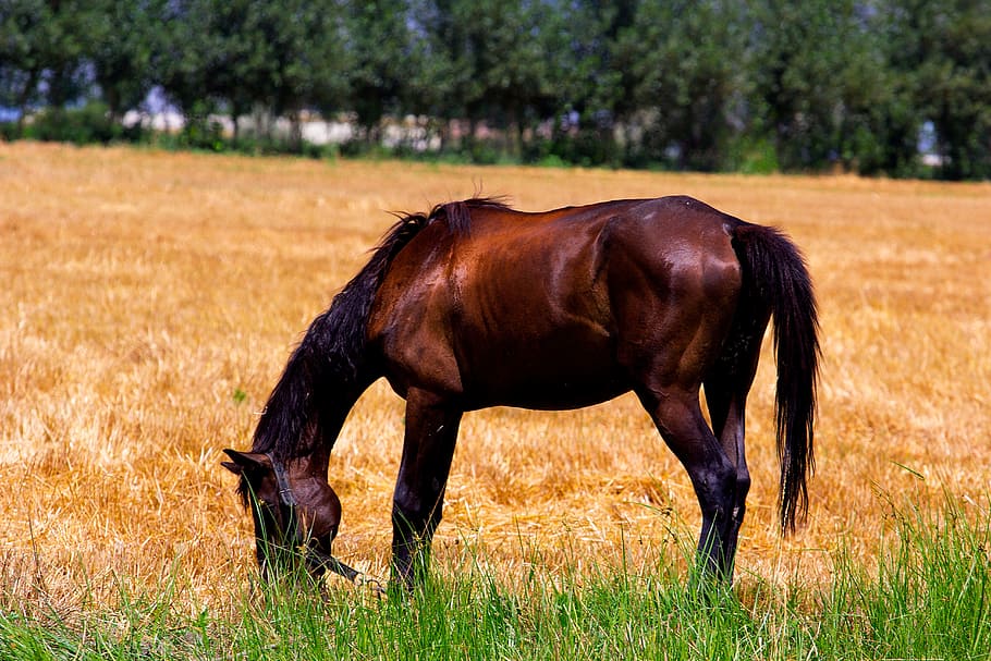 Horse, Fields, Brown, Nature, Animal, mare, foal, nag, gelding HD wallpaper