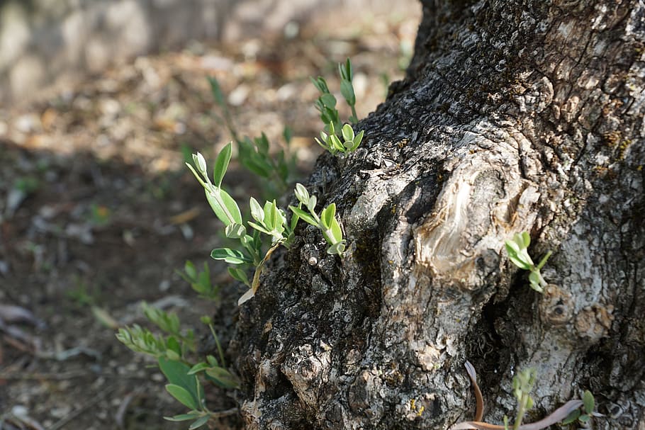 olive tree, plant, tree trunk, growth, nature, no people, day HD wallpaper