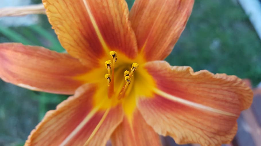 flower, orange, summer, nature, plant, petal, close-up, beauty In Nature HD wallpaper