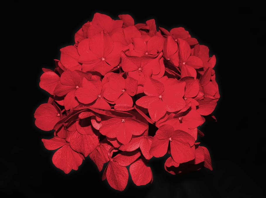 hydrangea, blossom, bloom, flower, garden plant, red, beautiful HD wallpaper