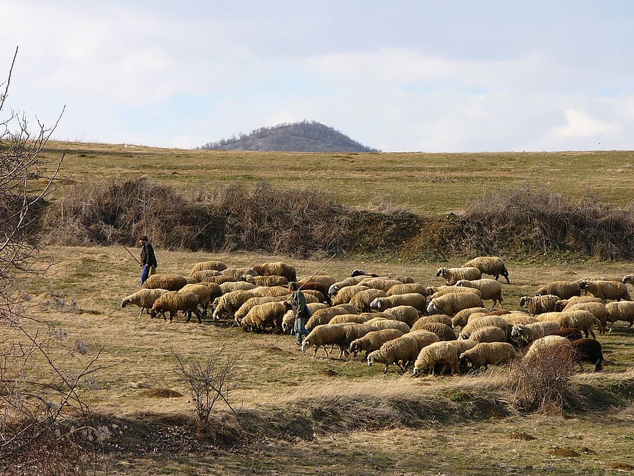 bulgaria, mountain, sheep, herd, pastors, shepherds, nature, HD wallpaper