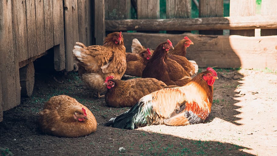 poultry, chicken, vacation, animal themes, chicken - bird, group of animals HD wallpaper