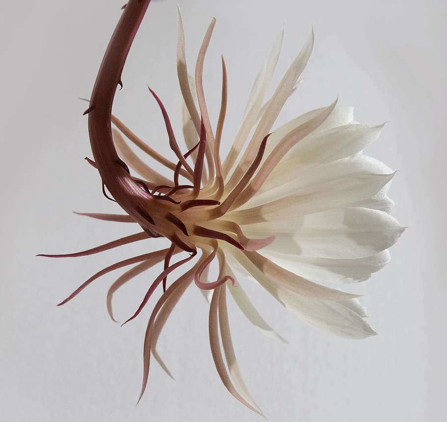white and brown flower, closeup photography of white and brown petaled flower HD wallpaper