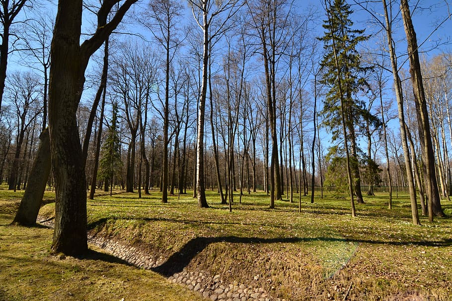 Forest, Park, Trees, Nature, Landscape, no people, day, scenics HD wallpaper