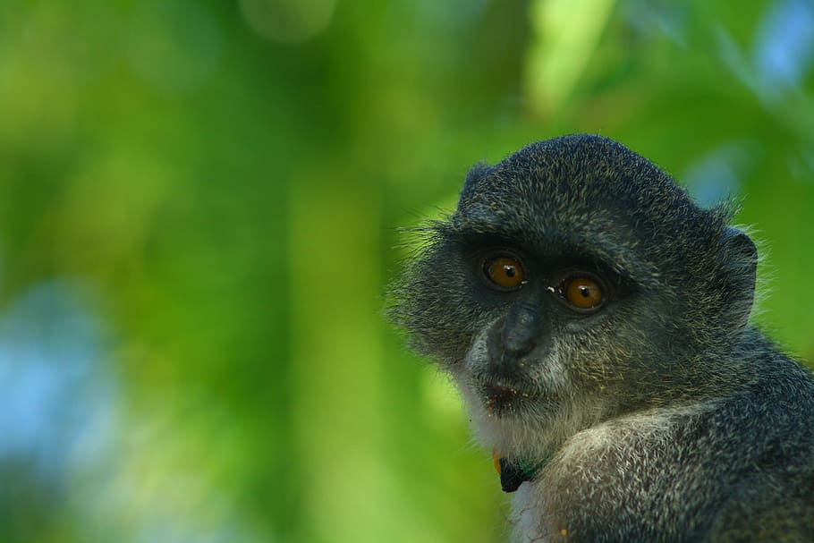 zanzibar, monkey, green, animal, wildlife, mammal, nature, primate HD wallpaper