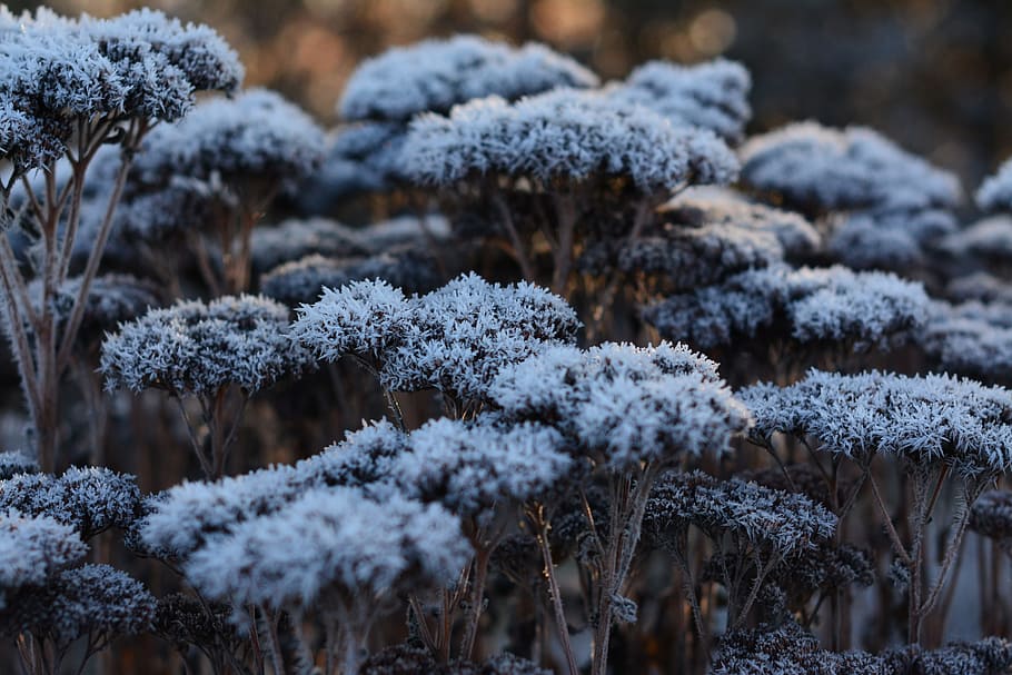 nature, winter, landscape, cold, christmas, plants, cold temperature HD wallpaper