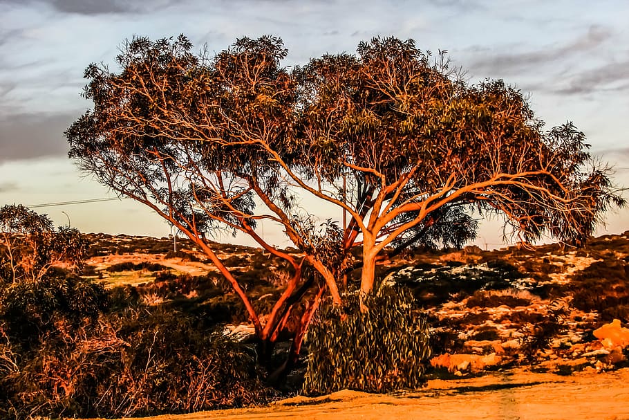 cyprus, cavo greko, tree, plant, sky, tranquility, beauty in nature HD wallpaper