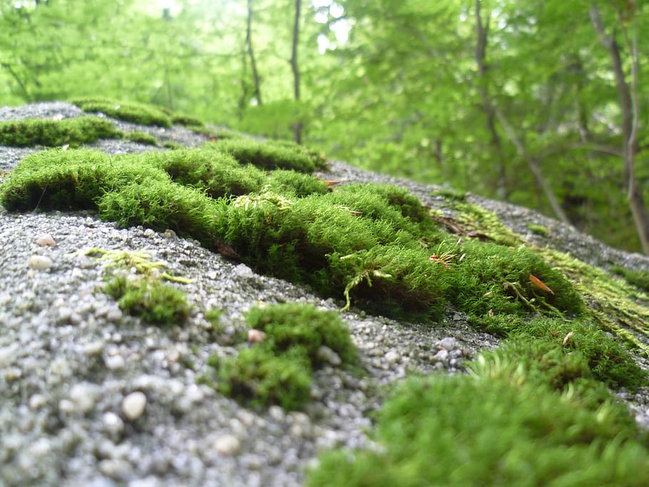 selective focus photo of green grass, moss, nature, forest HD wallpaper