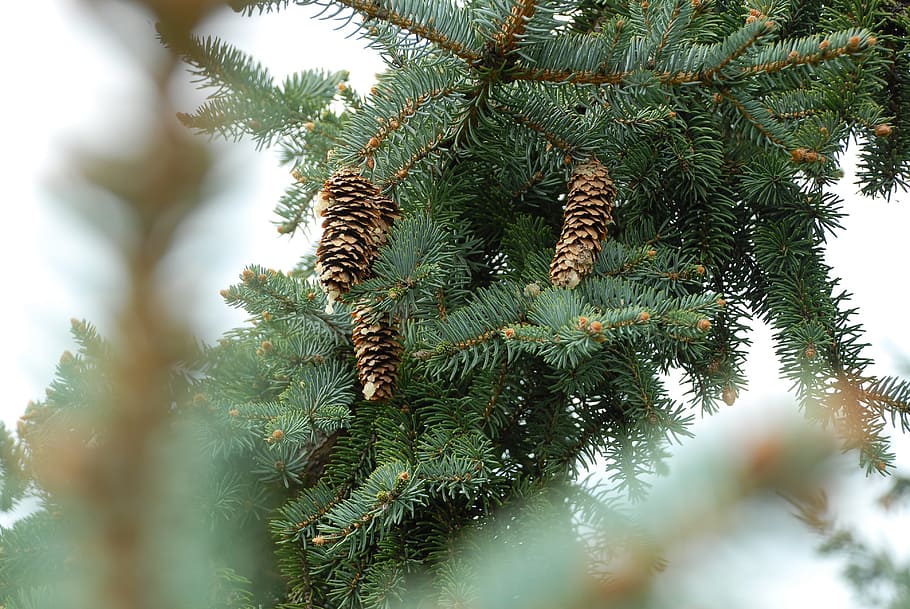 selective focus photography of green pine tree, pine cones HD wallpaper