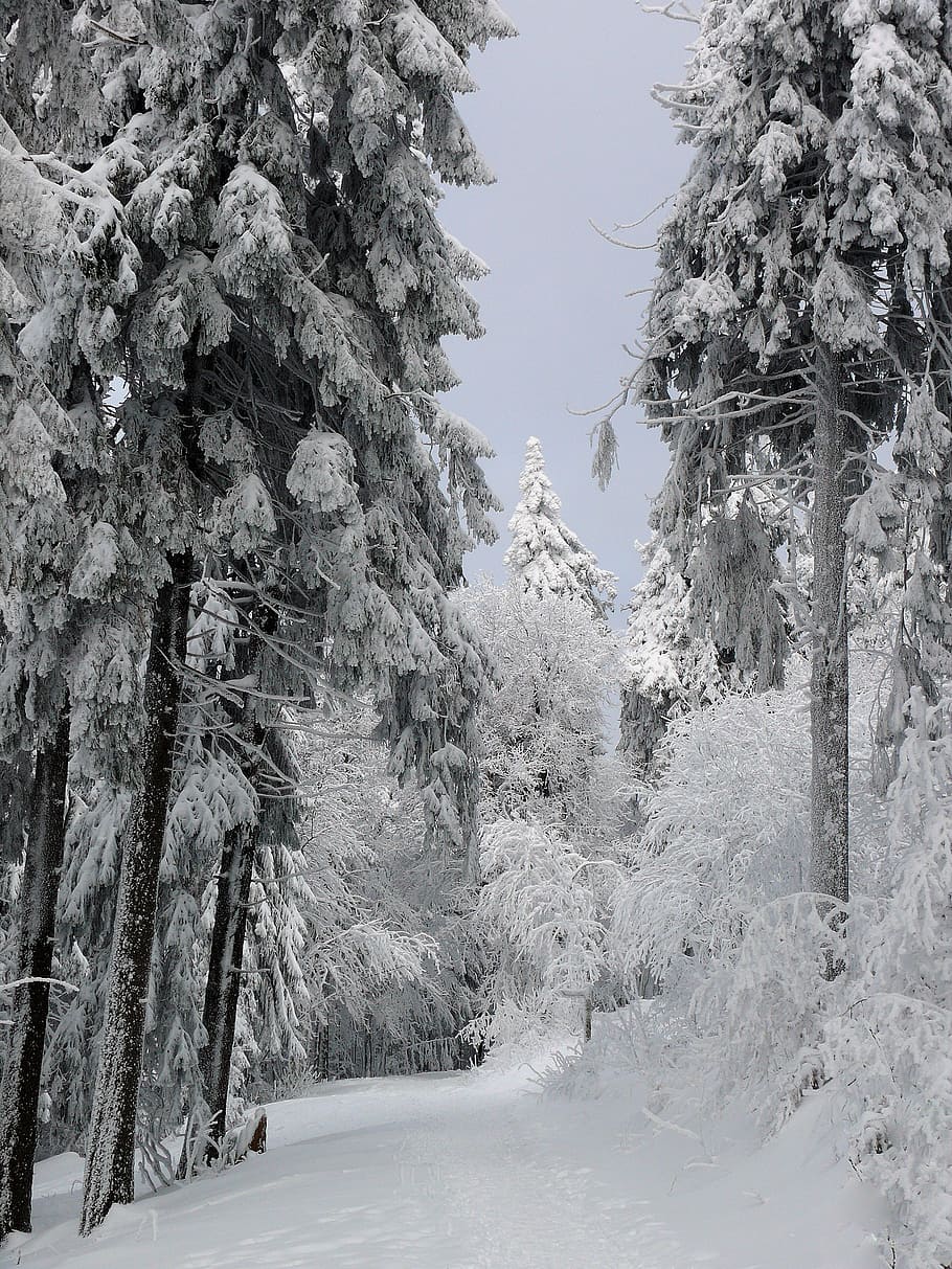 winter, snow, ice, cold, wintry, white, tree, snowy, forest HD wallpaper