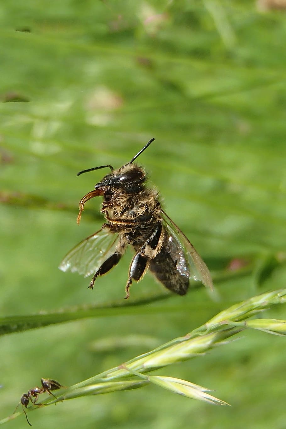 bee, nature, macro, insect, animal, close-up, pollination, animal themes HD wallpaper