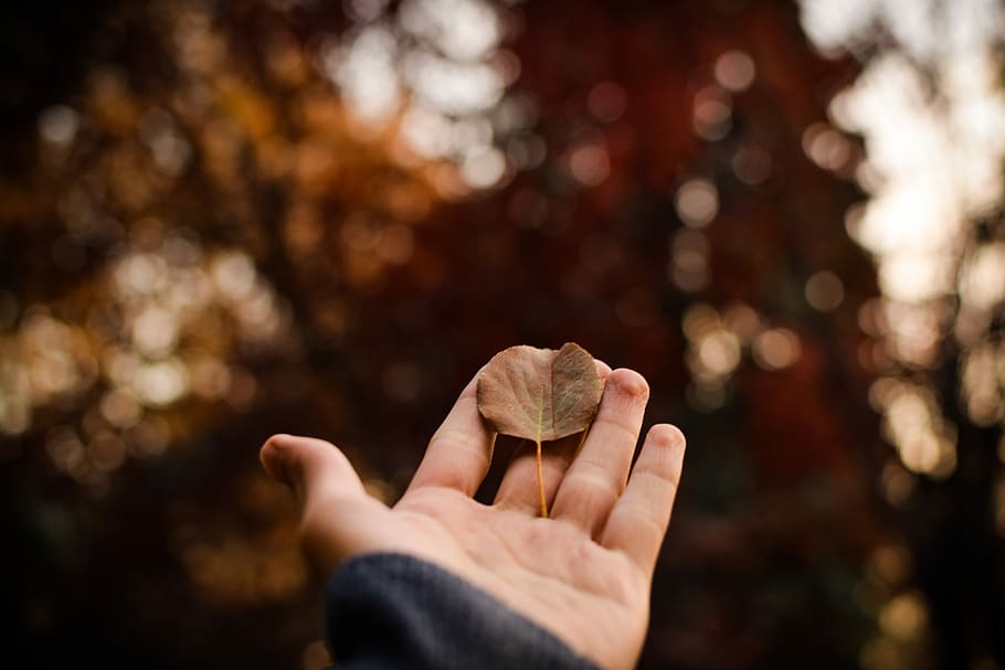 selective focus photography of withered leaf on person's palm, person holding dried brown leaf HD wallpaper