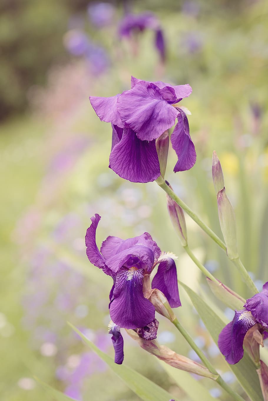 lily, iris, purple, violet, dark purple, flower, flower garden HD wallpaper