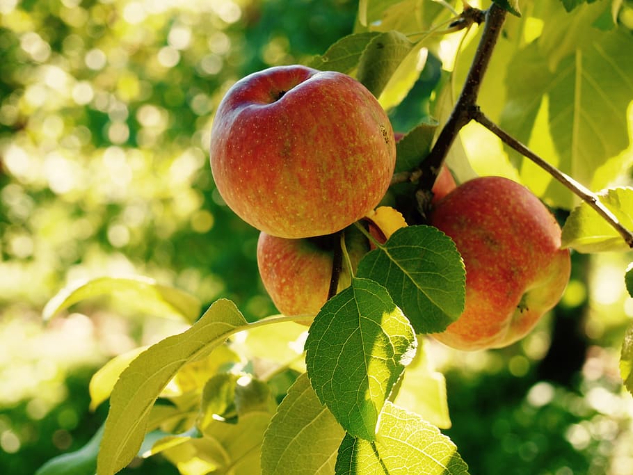 leaf, fruit, apple, nature, tree, fall, healthy eating, food and drink HD wallpaper