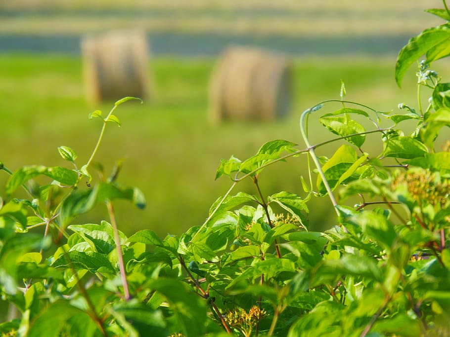 field, nature, straw, bundle, green, leaves, grass, spring HD wallpaper