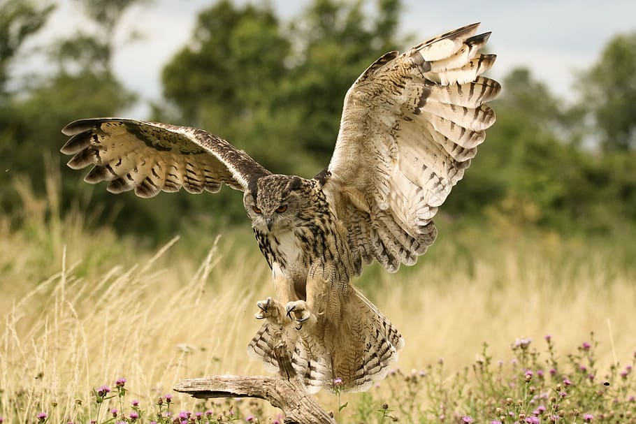 Eagle owl, selective focus photography of owl flap its wing, bird, HD wallpaper
