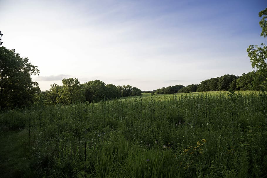 HD wallpaper: Tall Grassland landscape under skies at Cross Plains ...