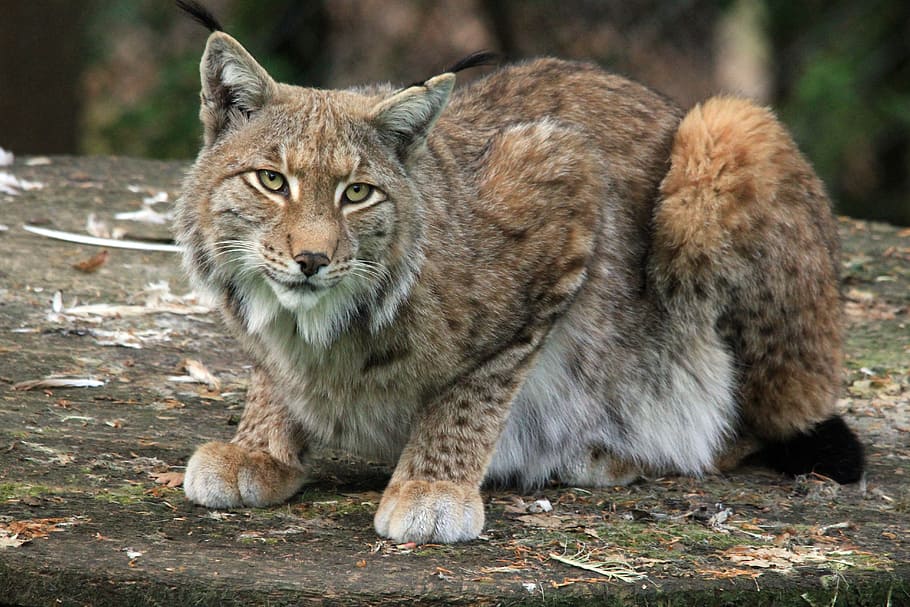 orange fur animal, cat, lynx, animal wildlife, animals in the wild HD wallpaper