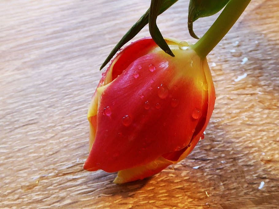 Spring, Tulip, Salmon, Yellow, schnittblume, public record HD wallpaper