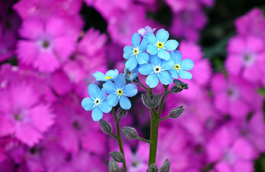 flowers, nots, blue, spring, nature, garden, flowering plant HD wallpaper