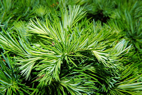pine, needles, tree, green, pine needles, branch, pine greenhouse HD wallpaper