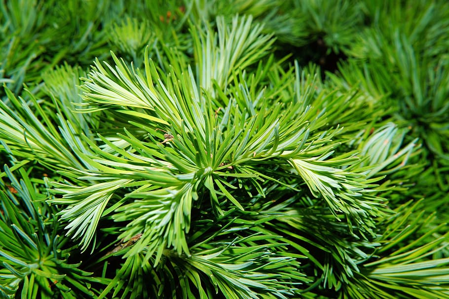 pine, needles, tree, green, pine needles, branch, pine greenhouse HD wallpaper