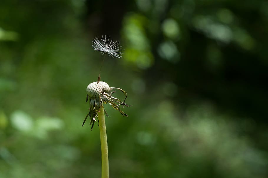 selective focus photography of plant, insect, macro, close HD wallpaper