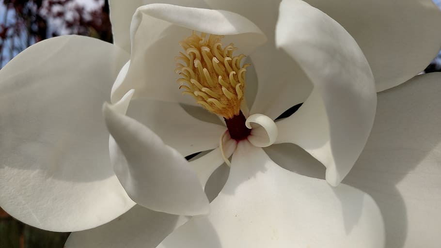 Magnolia, Tree, Flower, nature, petal, white, plant, flower Head HD wallpaper